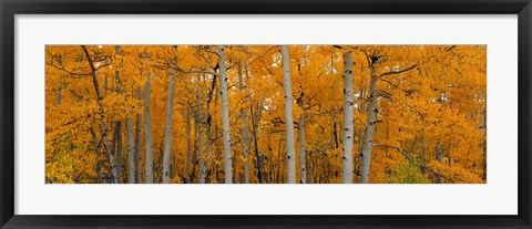 Framed Quaking Aspens Dixie National Forest UT Print