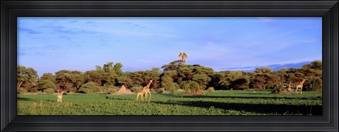 Framed Giraffes in a field, Moremi Wildlife Reserve, Botswana, South Africa Print