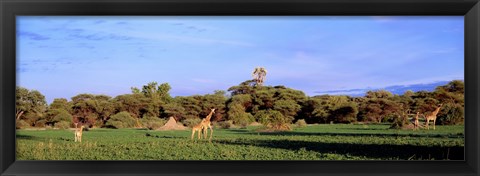 Framed Giraffes in a field, Moremi Wildlife Reserve, Botswana, South Africa Print