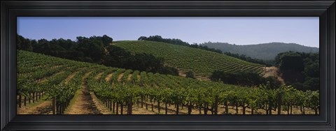 Framed Vineyard on a landscape, Napa Valley, California, USA Print