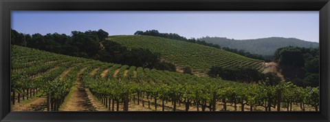 Framed Vineyard on a landscape, Napa Valley, California, USA Print