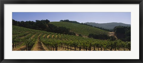 Framed Vineyard on a landscape, Napa Valley, California, USA Print