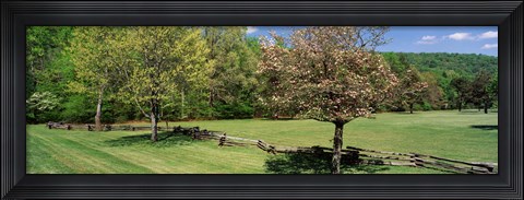 Framed Trees on a field, Davidson River Campground, Pisgah National Forest, Brevard, North Carolina, USA Print