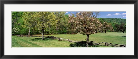 Framed Trees on a field, Davidson River Campground, Pisgah National Forest, Brevard, North Carolina, USA Print