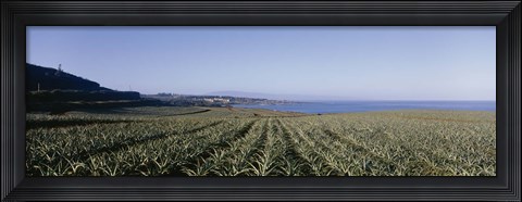 Framed Pineapple field on a landscape, Kapalua, Maui, Hawaii, USA Print