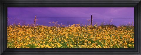 Framed Field Coreopsis Flowers, Texas, USA Print