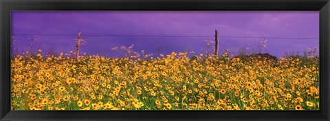 Framed Field Coreopsis Flowers, Texas, USA Print