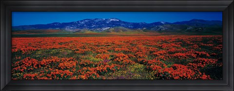 Framed Field, Poppy Flowers, Antelope Valley, California, USA Print