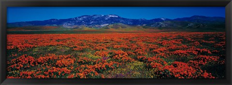 Framed Field, Poppy Flowers, Antelope Valley, California, USA Print