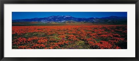 Framed Field, Poppy Flowers, Antelope Valley, California, USA Print