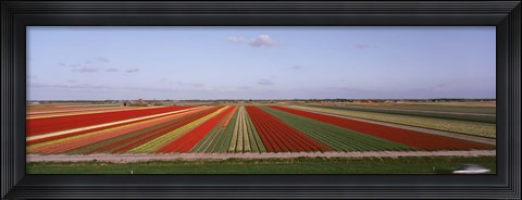 Framed High Angle View Of Cultivated Flowers On A Field, Holland Print