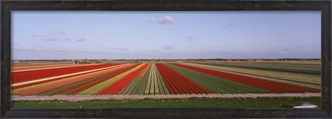 Framed High Angle View Of Cultivated Flowers On A Field, Holland Print