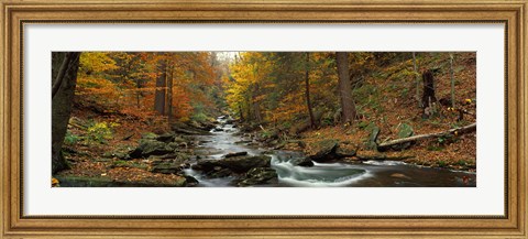 Framed Fall Trees Kitchen Creek PA Print
