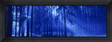 Framed Trees Titisee Germany Print