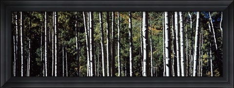 Framed White Aspen Tree Trunks CO USA Print