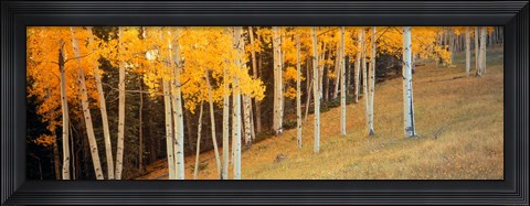 Framed Aspen trees in a field, Ouray County, Colorado, USA Print