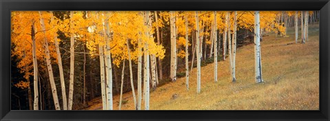 Framed Aspen trees in a field, Ouray County, Colorado, USA Print