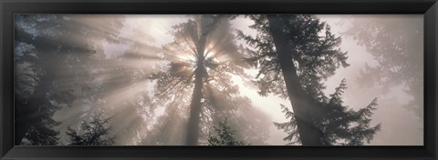 Framed Trees Redwood National Park, California, USA Print