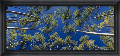 Framed White Aspen Trees CO USA Print