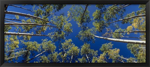 Framed White Aspen Trees CO USA Print