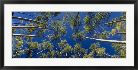 Framed White Aspen Trees CO USA Print