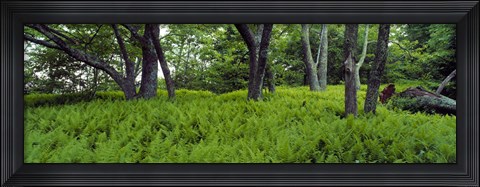 Framed Trees in a forest, North Carolina, USA Print