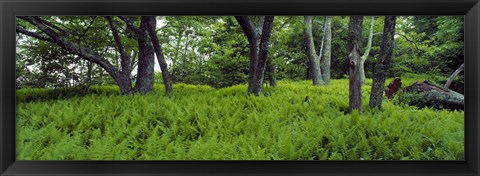 Framed Trees in a forest, North Carolina, USA Print