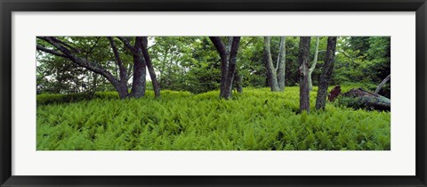 Framed Trees in a forest, North Carolina, USA Print