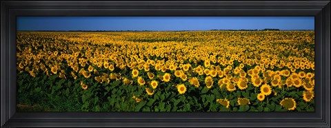 Framed Field of Sunflowers ND USA Print
