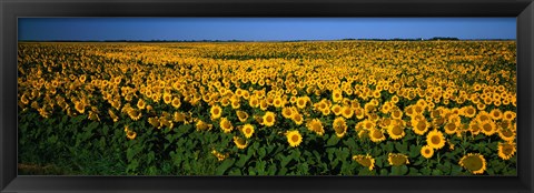 Framed Field of Sunflowers ND USA Print