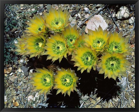 Framed High angle view of cactus flowers, Big Bend National Park, Texas, USA Print