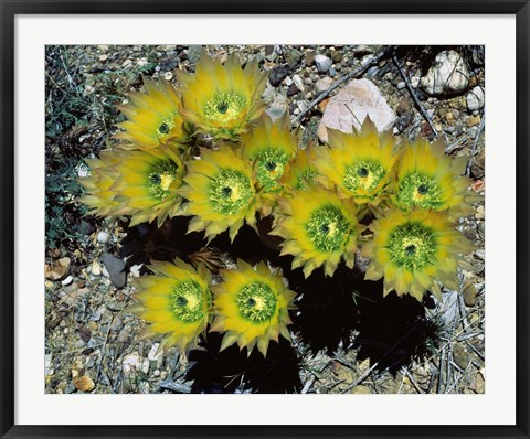 Framed High angle view of cactus flowers, Big Bend National Park, Texas, USA Print