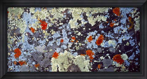 Framed Lichens on Rock CO USA Print