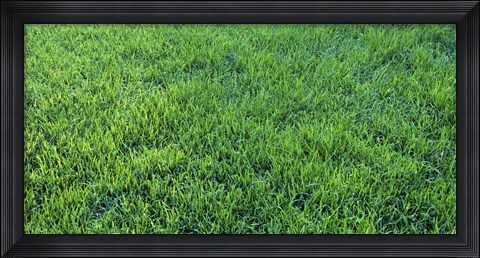 Framed Grass Sacramento CA USA Print