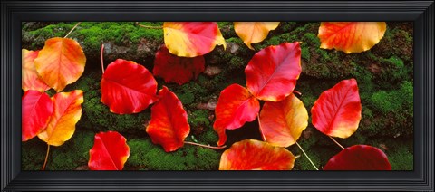 Framed Fall Leaves Sacramento CA USA Print