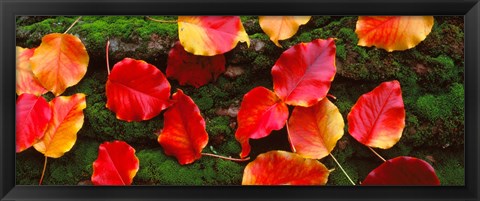 Framed Fall Leaves Sacramento CA USA Print