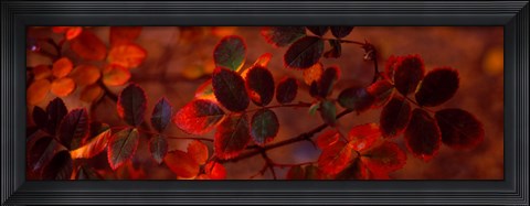 Framed Autumn leaves, Colorado, USA Print