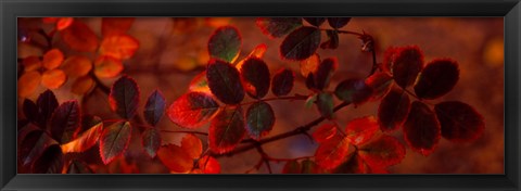 Framed Autumn leaves, Colorado, USA Print