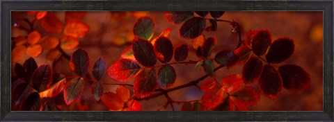 Framed Autumn leaves, Colorado, USA Print