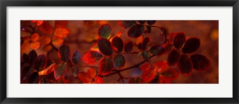 Framed Autumn leaves, Colorado, USA Print