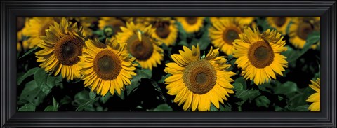 Framed Sunflowers ND USA Print