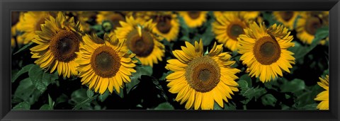 Framed Sunflowers ND USA Print
