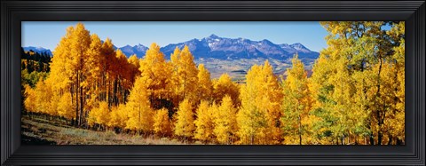 Framed Fall Aspen Trees Telluride CO Print