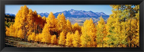 Framed Fall Aspen Trees Telluride CO Print