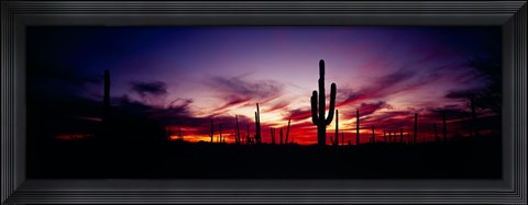Framed Silhouette of Saguaro cactus (Carnegiea gigantea), Saguaro National Monument, Arizona, USA Print