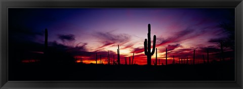 Framed Silhouette of Saguaro cactus (Carnegiea gigantea), Saguaro National Monument, Arizona, USA Print