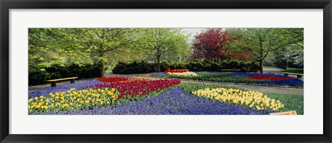 Framed Keukenhof Gardens, Lisse, Netherlands Print