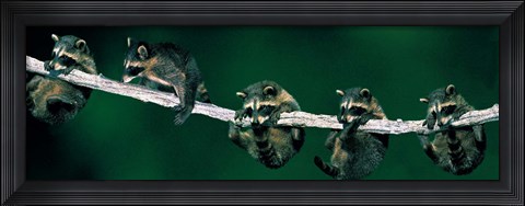 Framed Raccoons (concept) Alberta Canada Print