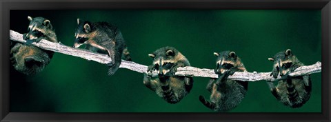 Framed Raccoons (concept) Alberta Canada Print