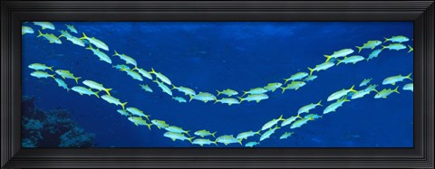 Framed School of fish Great Barrier Reef Australia Print